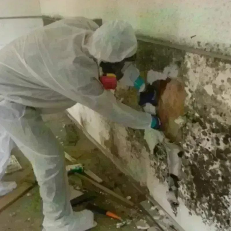 Mold Remediation and Removal in Lampasas, TX